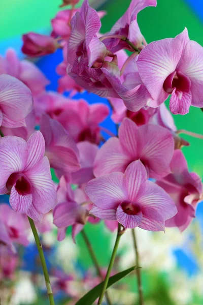 Pembe orkide çiçekleri — Stok fotoğraf