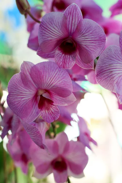 Lyserøde orkideblomster - Stock-foto