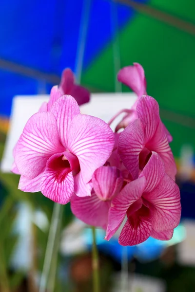 Pink orchid flowers — Stock Photo, Image