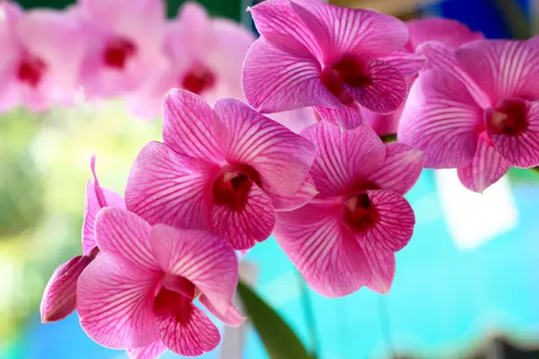 Pink orchid flowers — Stock Photo, Image