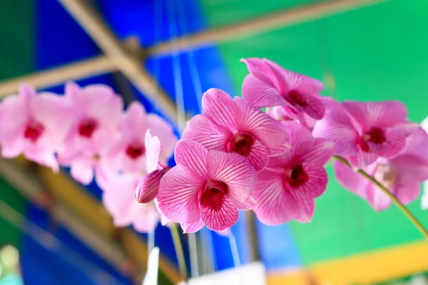 Pink orchid flowers — Stock Photo, Image