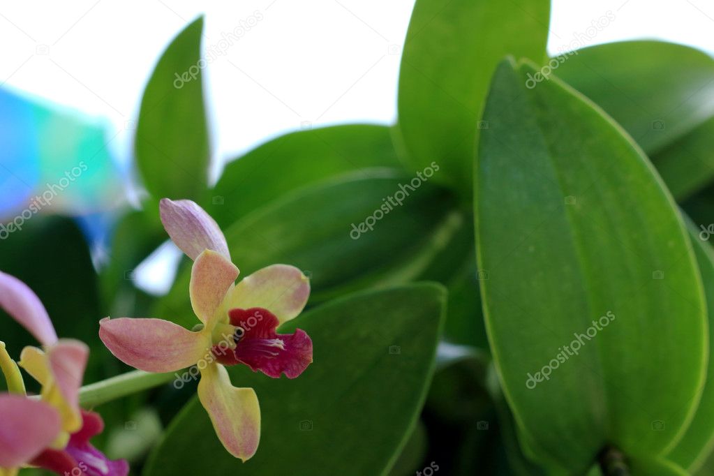 pink and yellow orchid flowers
