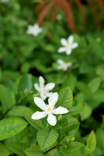 Jasmin vita blommor — Stockfoto