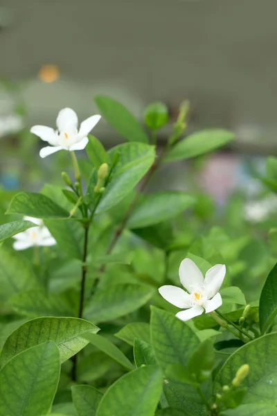 白いジャスミンの花 — ストック写真