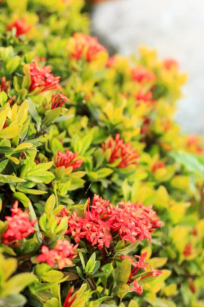 สีแดง Ixora ดอกไม้ในธรรมชาติ — ภาพถ่ายสต็อก