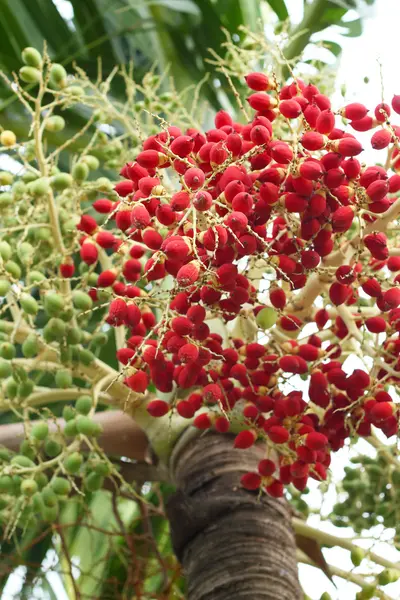 Palme nella natura — Foto Stock