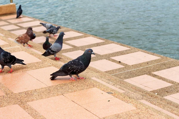 Pombos no parque — Fotografia de Stock