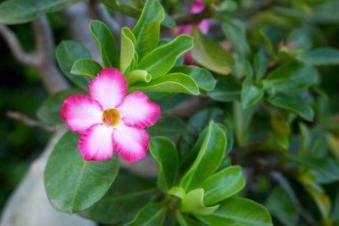 Pembe Impala lily doğada