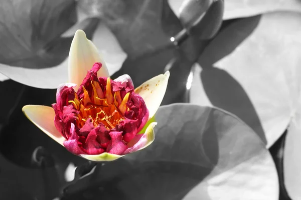 Flores de loto rosa en la naturaleza —  Fotos de Stock