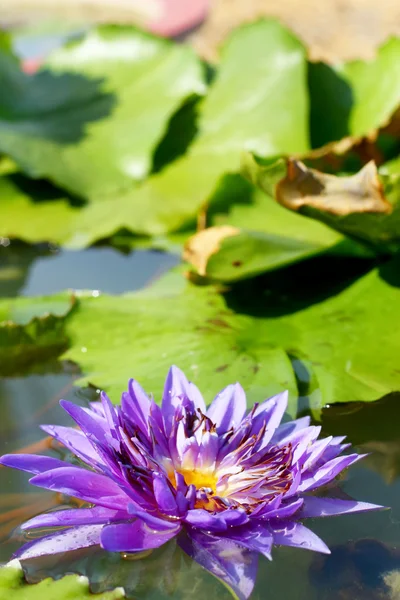 Paarse lotusbloemen in de natuur — Stockfoto
