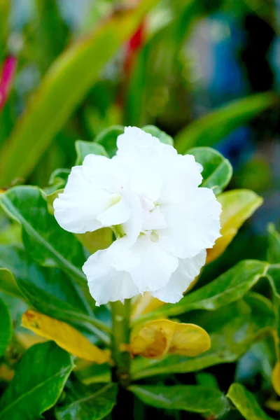 Impala lirio adenium - flores blancas — Foto de Stock