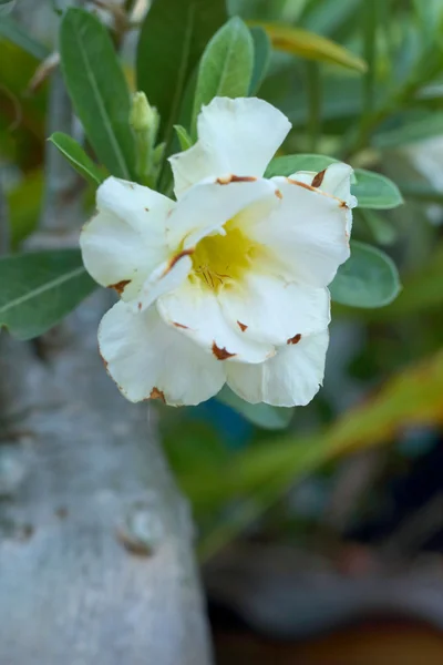 インパラ リリー アデニウム - 白い花 — ストック写真
