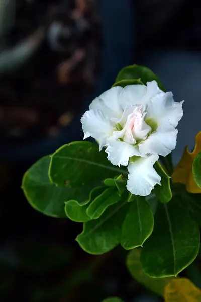 Impala lily adenium - bílé květy — Stock fotografie