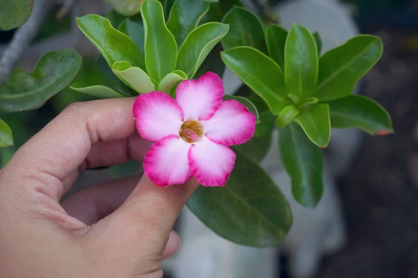 Różowy impala lily w przyrodzie — Zdjęcie stockowe