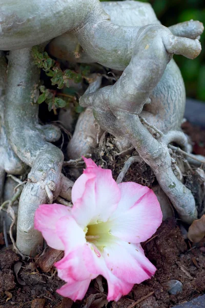 Rosa impala lily i naturen — Stockfoto