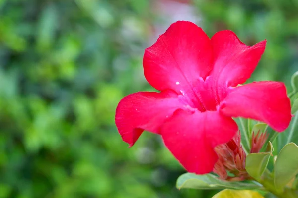 Розовая импала лилия в природе — стоковое фото