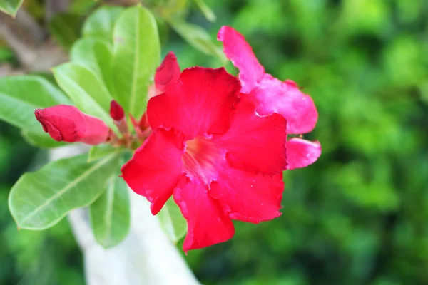 Giglio impala rosa in natura — Foto Stock