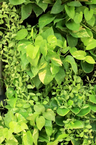 Зеленый лист на природе — стоковое фото