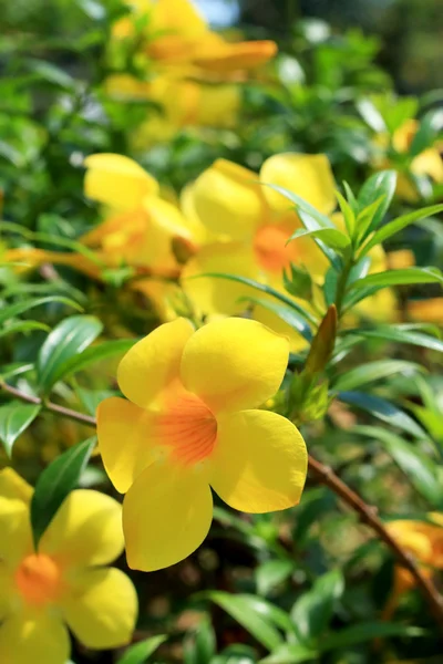 Κίτρινο λουλούδι - allamanda — Φωτογραφία Αρχείου