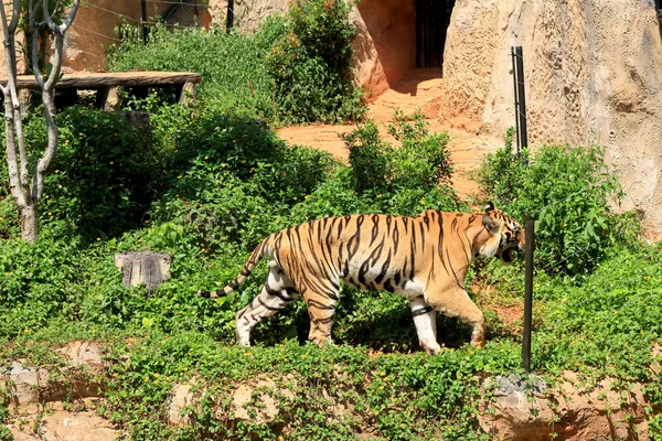 Tiger in zoo — Stock Photo, Image