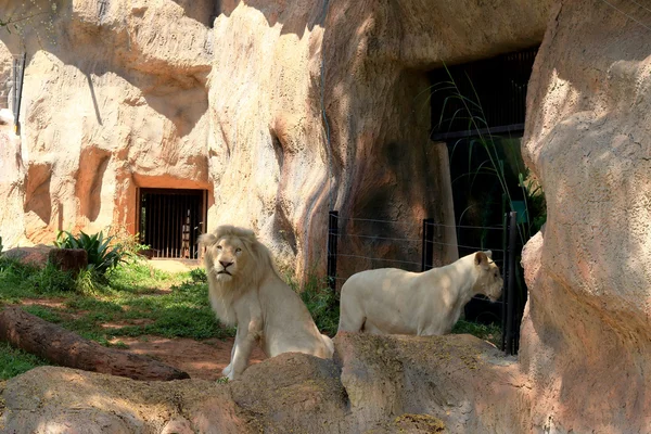 Lev v zoo — Stock fotografie