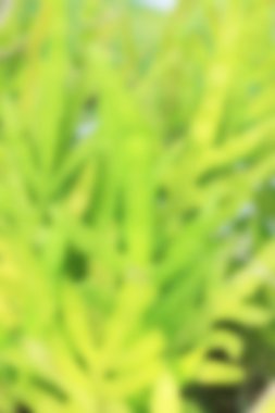 bulanık yeşil çim Bahçe