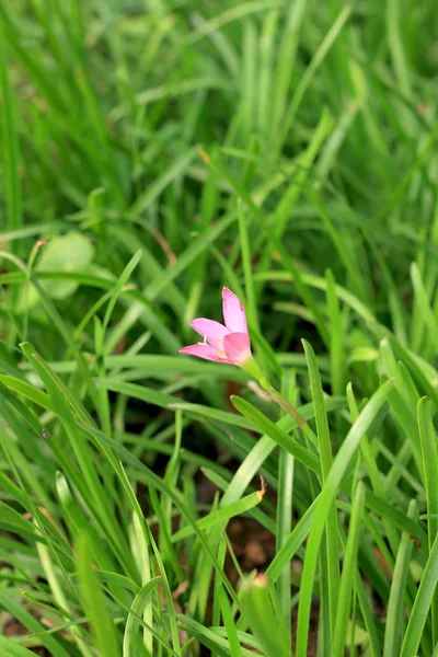 Suddig blomma i naturen — Stockfoto