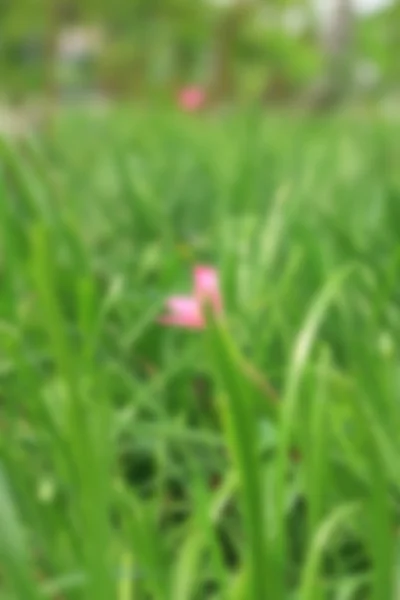 Suddig blomma i naturen — Stockfoto