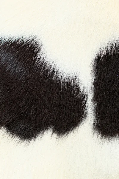 Branco e preto fundo vaca pele . — Fotografia de Stock