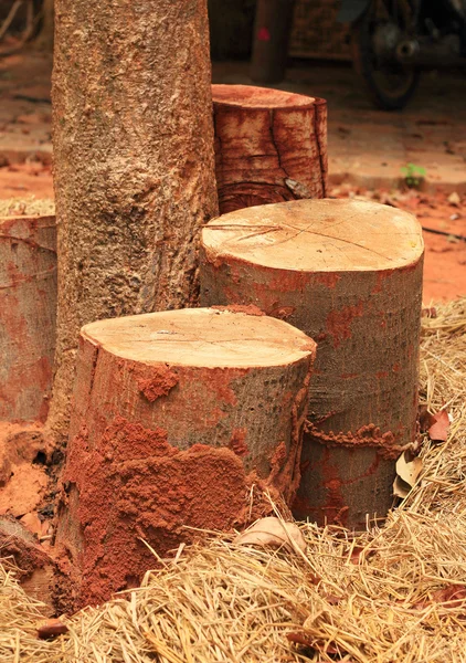 Tocón de árbol en la naturaleza —  Fotos de Stock