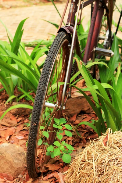 Close up of vintage old bicycle. — Stock Photo, Image