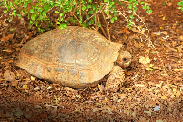 Crawling tortoise in the nature — Stock Photo, Image