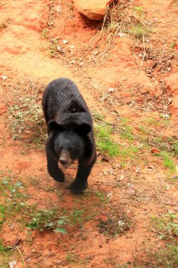Doğadaki Asya Siyah ayılar