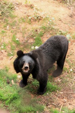 Doğadaki Asya Siyah ayılar