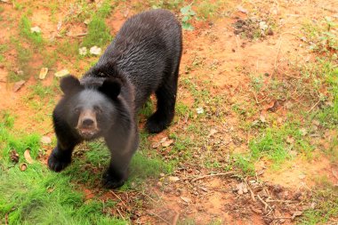 Doğadaki Asya Siyah ayılar