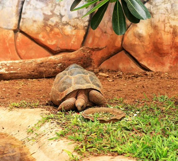 Crawling tortoise in the nature — Stock Photo, Image