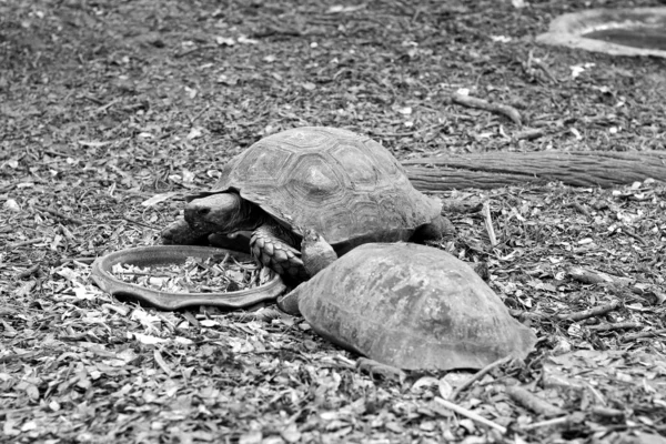 Tartaruga rastejando na natureza — Fotografia de Stock