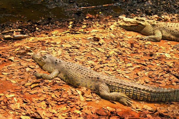 自然の中でワニ — ストック写真