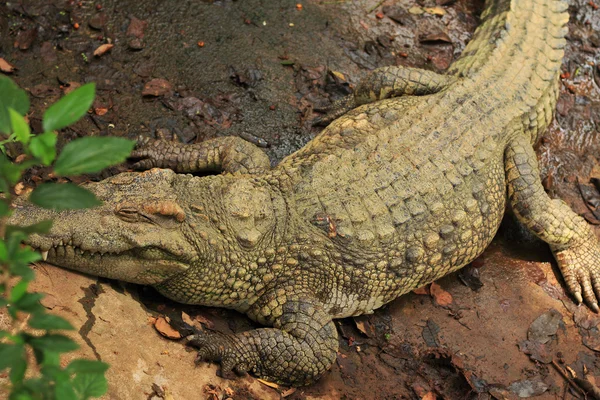 Krokodil a természetben — Stock Fotó