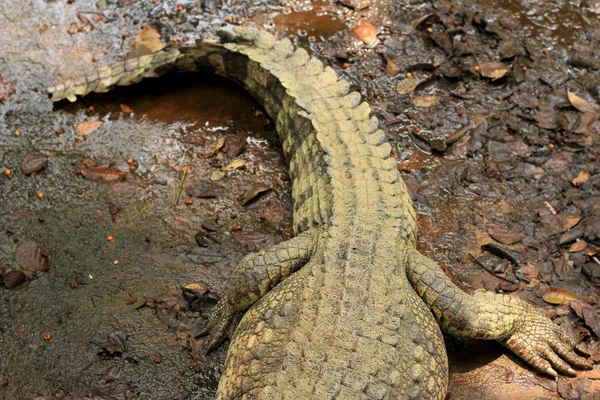 Krokodil in de natuur — Stockfoto