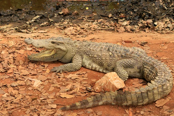 Crocodile dans la nature — Photo