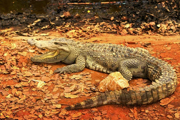 Crocodile dans la nature — Photo