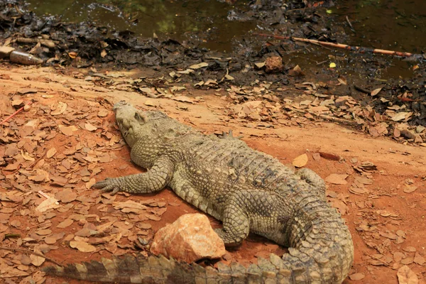 Coccodrillo nella natura — Foto Stock