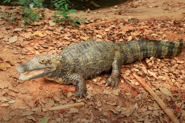 Coccodrillo nella natura — Foto Stock