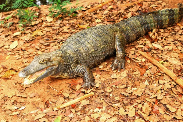 Coccodrillo nella natura — Foto Stock