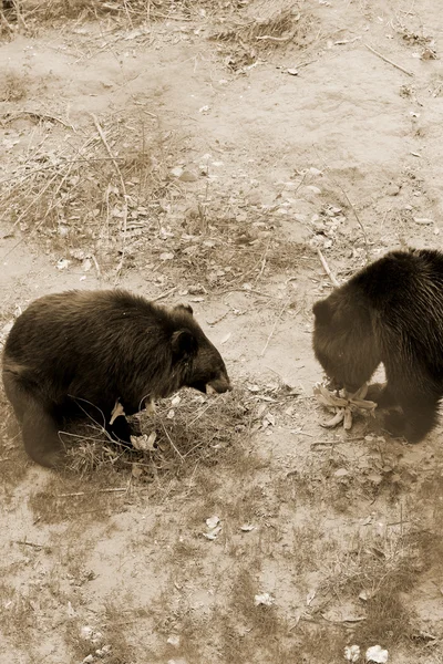 Asiático negro osos en la naturaleza — Foto de Stock