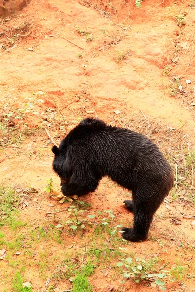 Doğadaki Asya Siyah ayılar