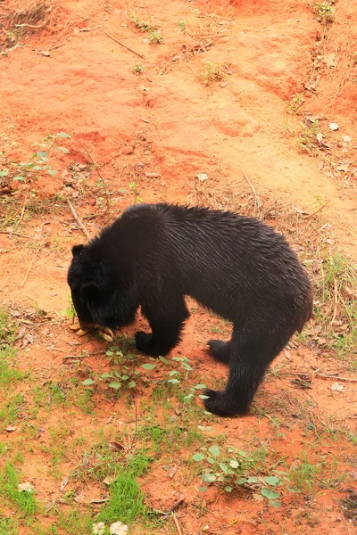 Asiático negro osos en la naturaleza — Foto de Stock