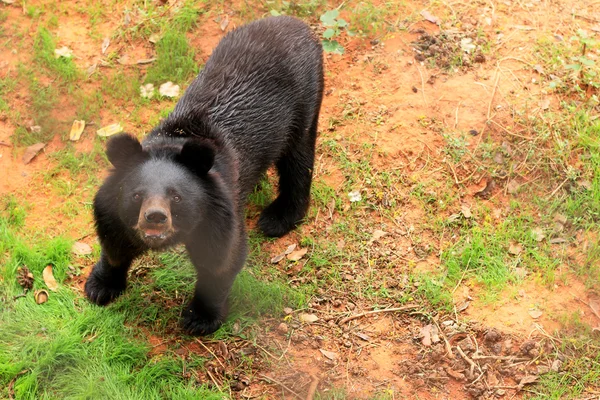 Чёрные медведи Азии — стоковое фото