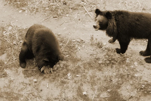 Asiatische Schwarzbären in der Natur — Stockfoto